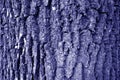 Tree bark texture in blue tone Royalty Free Stock Photo