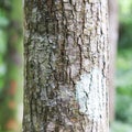 Tree bark texture. The body of the tree Royalty Free Stock Photo