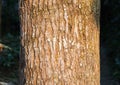 Tree bark texture. The body of the tree Royalty Free Stock Photo