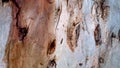 Tree bark texture. The body of the tree Royalty Free Stock Photo