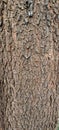 Tree bark texture with brown markings like scales.  abstract background, natural background. Royalty Free Stock Photo