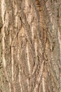 Tree bark texture Royalty Free Stock Photo