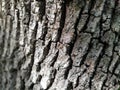 Tree bark texture. Close-up. Gray tree trunk Royalty Free Stock Photo
