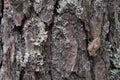 Tree bark texture close up with moss, oak. Royalty Free Stock Photo