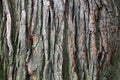 Tree bark texture close up, oak trunk macro, oaken crust surface, natural wooden wrinkled backdrop, tree bark pattern Royalty Free Stock Photo