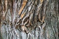 Tree bark texture close up, oak trunk macro, oaken crust surface, natural wooden wrinkled backdrop, tree bark pattern Royalty Free Stock Photo