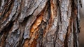Tree Bark Texture Close Up Royalty Free Stock Photo