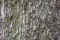 Tree bark texture Royalty Free Stock Photo