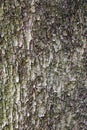 Tree bark texture Royalty Free Stock Photo