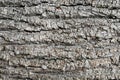 Tree bark texture close up, natural background Royalty Free Stock Photo