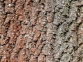 Tree bark texture close up, natural background Royalty Free Stock Photo