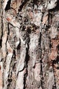 Tree bark texture close up Royalty Free Stock Photo