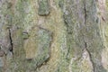 Tree bark texture Royalty Free Stock Photo