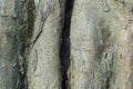 Tree bark texture Royalty Free Stock Photo