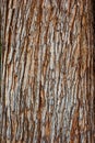 Tree bark texture closeup selective focus. Brown bark wood use as natural background. Old bark. Oak. Ash. Birch. Poplar. Apple tre Royalty Free Stock Photo