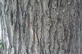 Tree bark texture closeup selective focus. Brown bark wood use as natural background. Royalty Free Stock Photo