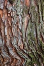 Tree bark texture closeup selective focus. Brown bark wood use as natural background. Old bark. Oak. Ash. Birch. Poplar. Apple tre Royalty Free Stock Photo