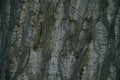 Tree bark texture