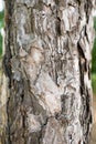Tree bark texture coniferous pine outdoors close up selective focus