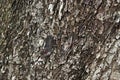Tree bark texture Royalty Free Stock Photo