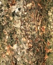 Tree bark texture Royalty Free Stock Photo