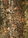 Tree bark texture Royalty Free Stock Photo