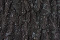 Tree bark texture. Dark tree bark with moss, texture. Wood texture background. Natural backdrop. Spring season.