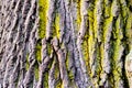 Tree bark texture with detail of moss and lichen on wooden fence Royalty Free Stock Photo