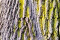 Tree bark texture with detail of moss and lichen on wooden fence Royalty Free Stock Photo