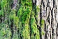 Tree bark texture with detail of moss and lichen on wooden fence Royalty Free Stock Photo