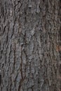 Tree Bark Texture Royalty Free Stock Photo