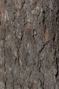 Tree bark texture with detailed wooden pattern macro