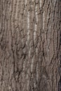 Tree bark texture with detailed wooden pattern and white vertical stripes macro