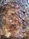 Tree bark texture - american sycamore, platanus occidentalis