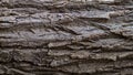 Tree bark texture, embossed bark