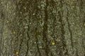 Tree bark texture Royalty Free Stock Photo
