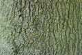 Tree bark texture Royalty Free Stock Photo