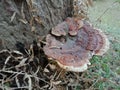 Tree bark texture with fungus, nature creation background wallpaper. Royalty Free Stock Photo