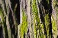 Tree bark texture with green moss Royalty Free Stock Photo