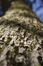 Tree bark texture with green moss with shadows and blue sky look Royalty Free Stock Photo