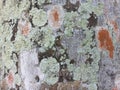 Tree bark texture, influenced by tree species, fungus or moss that grows on them Royalty Free Stock Photo