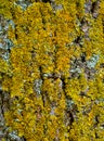 Tree bark texture with moss Royalty Free Stock Photo