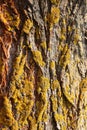 Tree bark texture with moss Royalty Free Stock Photo