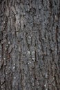 Tree Bark Texture with moss Royalty Free Stock Photo