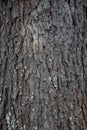 Tree Bark Texture with moss Royalty Free Stock Photo