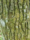 Tree bark texture with moss natural background Royalty Free Stock Photo