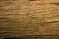 Tree bark texture Royalty Free Stock Photo