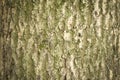 Tree bark texture. natural background. three close up. n