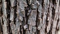 Tree bark texture natural, wood surface detail, Stock Photo, Generative AI
