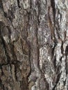 Tree bark